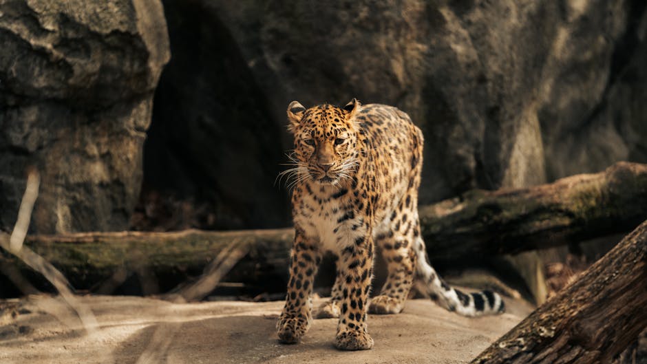 IPTV 4K natuurfilm op groot scherm met scherpe beeldkwaliteit en wilde dieren